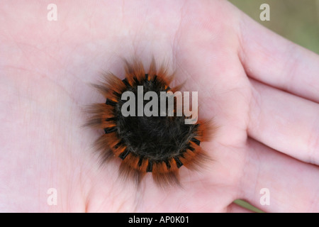 Jardin Tiger Moth caterpillar dans la main Banque D'Images