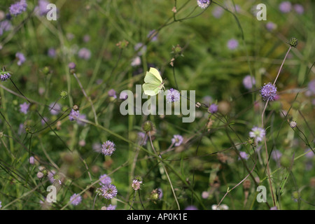 Flying Brimstone Butterfly Gonepterix rhamni atterrissage sur Devil s Bit Scabious flower Banque D'Images