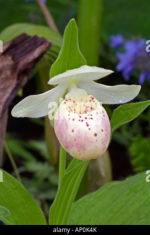 Cypripedium Ulla Silkens Ladyslipper orchidées hybrides (reginae x flavum) Lady's Slipper seul bloom avec pochette blanche rose tacheté Banque D'Images