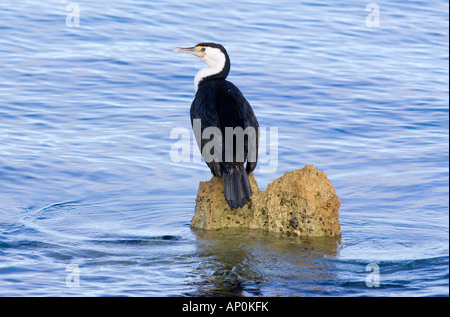 Un Grand Héron (Phalacrocorax) perché sur un rocher à Fremantle, Perth, Australie occidentale Banque D'Images