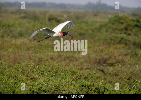 Cigogne Jabiru en vol au dessus de Pantanal Banque D'Images