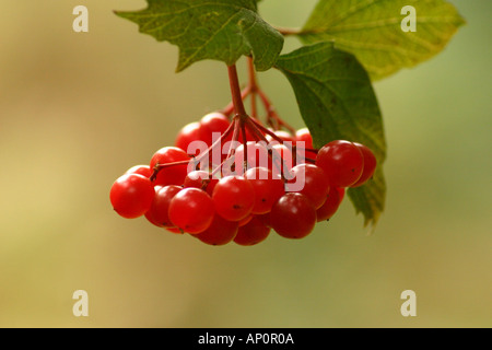 Guelder Rose Viburnum opulus des baies en automne forestiers Banque D'Images