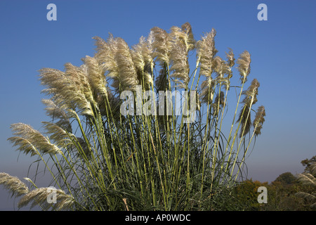 L'herbe de la pampa, Cortaderia selloana, Poaceae Banque D'Images