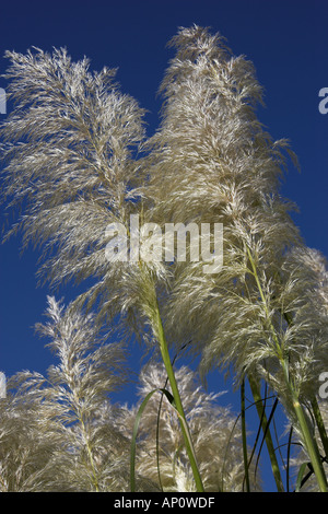 L'herbe de la pampa, Cortaderia selloana, Poaceae Banque D'Images