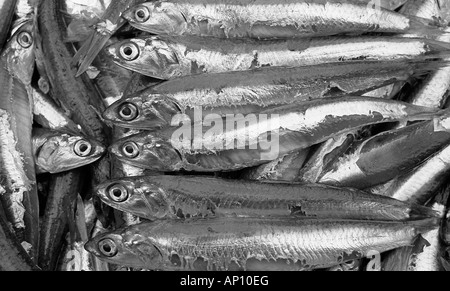 Sardines dans une boîte de poissons sur un quai en Espagne. Banque D'Images