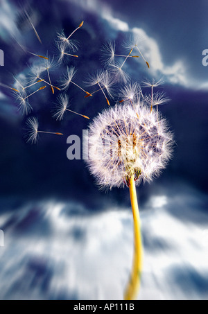 Vent qui souffle les graines d'une fleur de pissenlit avec ciel et fond de nuage Banque D'Images