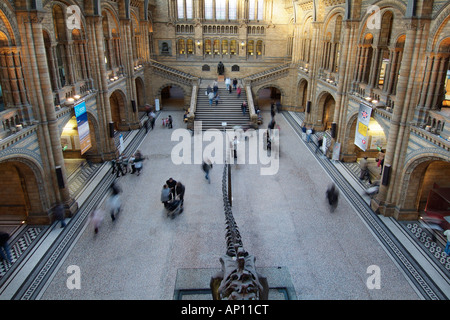 Musée d'histoire naturelle principale de l'intérieur central hall Kensington Londres UK Royaume-Uni Angleterre Europe Go Grande-bretagne British Est Banque D'Images