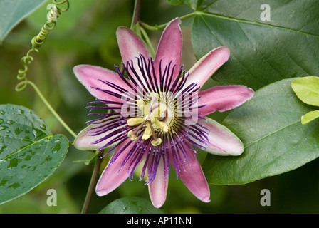 La passiflore Passiflora violacea bloom unique grand paysage nature vie fond botanique botanique monde naturel balan Banque D'Images