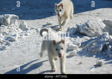 Traîneaux à chiens, chiots, Ilulissat, Groenland. Banque D'Images