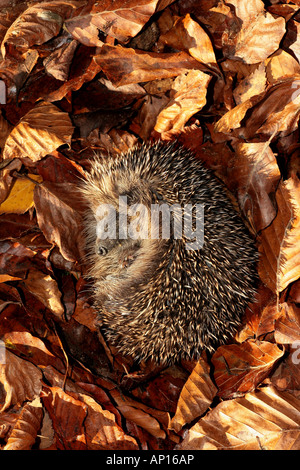 Hérisson Erinaceus europaeus recroquevillé sur feuilles de hêtre Banque D'Images