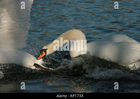 Cygne tuberculé Cygnus olor attaquer un autre swan Banque D'Images