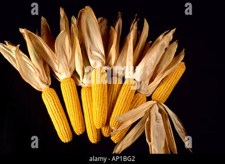 Agriculture - Épis de maïs-grain à maturité avec la balle tirée vers l'arrière, studio. Banque D'Images