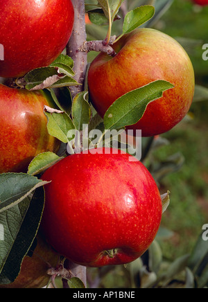 Agriculture - Pommes Braeburn à maturité sur l'arbre, mûr et prêt pour la récolte / Washington, USA. Banque D'Images