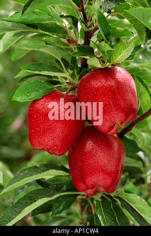 Les pommes Red Delicious sur l'arbre avec des gouttes de pluie, mûr et prêt pour la récolte, chef rouge variété / vallée de Yakima, Washington, USA Banque D'Images