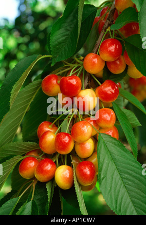 Agriculture - une grappe de cerises Rainier mûrs sur l'arbre, prêt pour la récolte / vallée de Yakima, Washington, USA. Banque D'Images