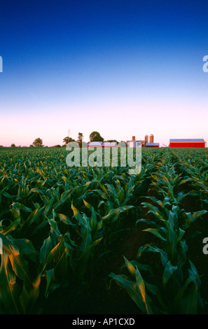 La croissance de l'Agriculture - milieu stade pré tassel avec un champ de maïs-grain ferme en arrière-plan, au lever du soleil / Wisconsin, États-Unis Banque D'Images