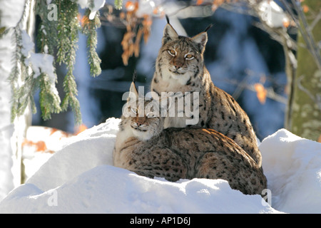 Felis lynx lynx Lynx lynx paire dans la neige Banque D'Images