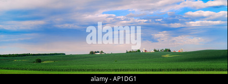 Agriculture - Hillside stand de maïs-grain avec la croissance moyenne des fermes au sommet de la colline / Clayton County, Iowa, États-Unis. Banque D'Images