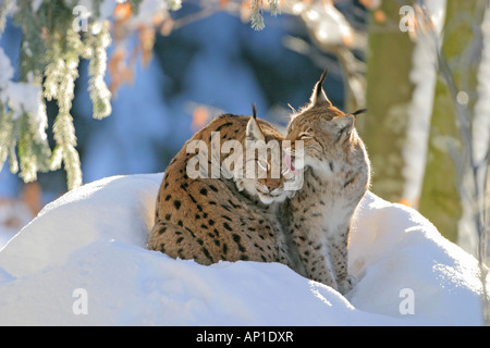 Lynx (Felis lynx, Lynx lynx), paire dans la neige Banque D'Images
