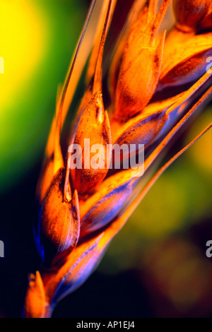 Agriculture - Closeup of a mature chef d'orge avec une dominante bleue sur les grains et un fond jaune et vert, studio. Banque D'Images