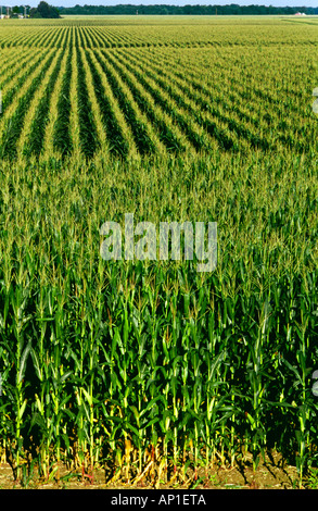 Agriculture - grand domaine de croissance moyenne du maïs-grain à pampilles entièrement / près de Champaign, Illinois, USA. Banque D'Images