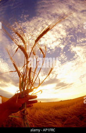 Agriculture - Une main courante d'orge mature avec un champ de récolte à maturité l'orge prêt à l'arrière-plan / Manitoba, Canada Banque D'Images