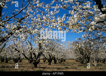 Agriculture - Mature Cherry Orchard en pleine floraison printanière / San Joaquin County, Californie, USA. Banque D'Images