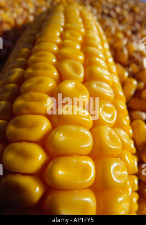 Agriculture - libre d'une oreille fraîchement récolté de maïs-grain à grains de maïs récoltés dans l'arrière-plan / Manitoba, Canada. Banque D'Images