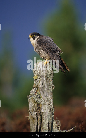 Faucon pèlerin (Falco peregrinus) Février l'Ecosse Speyside Banque D'Images