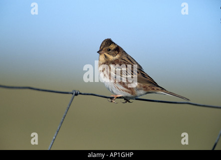 Migrants rustique Emberiza rustica sur Fair Isle automne Banque D'Images