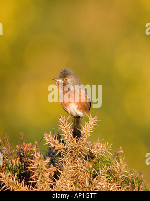 Dartford Warbler Sylvia undata mâle sur l'lowland Avril Surrey Heath Banque D'Images