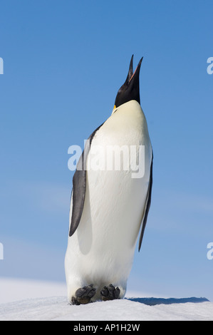 Manchot Empereur Aptenodytes forsteri barrissements Snow Hill Island Antarctique Novembre Banque D'Images