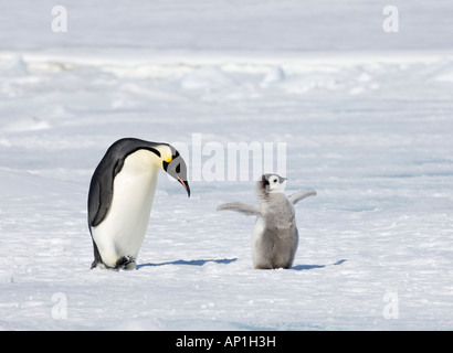 Aptenodytes forsteri manchot empereur adulte avec chick Snow Hill Island Antarctique Novembre Banque D'Images