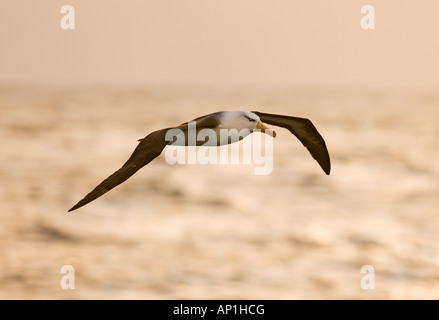 Merle noir Thalassarche melanophrys le Sud de l'océan au large du cap Horn Novembre Banque D'Images