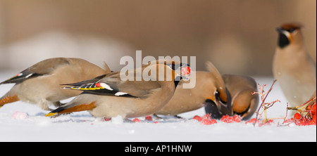 Jaseur boréal Bombycilla garrulus se nourrissant de baies Rowan hiver Oulu Finlande Banque D'Images