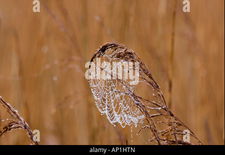 Chargé de rosée araignée sur les phragmites reed chef réserve RSPB Titchwell Mars Norfolk Banque D'Images