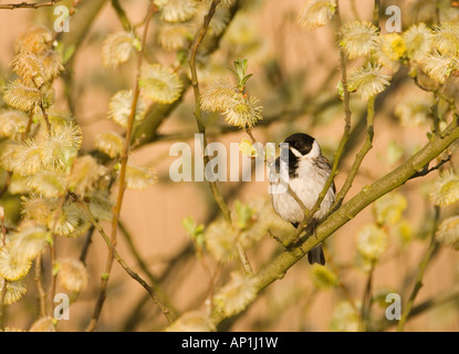 Reed Bunting Emberiza schoeniclus mâle dans printemps Norfolk UK Banque D'Images