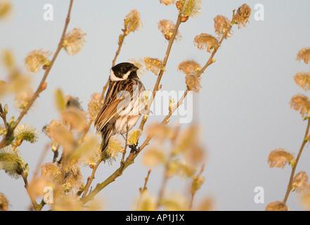 Reed Bunting Emberiza schoeniclus mâle dans printemps Norfolk UK Banque D'Images