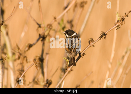 Reed Bunting Emberiza schoeniclus mâle dans printemps Norfolk UK Banque D'Images