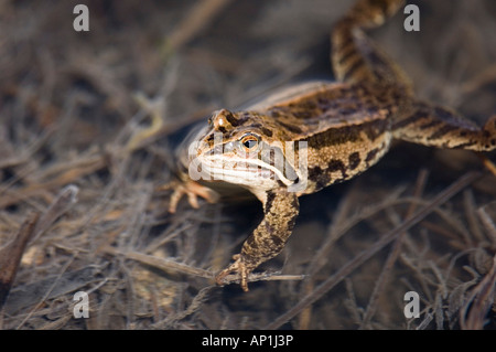 Grenouille des marais Rana ridibunda en étang Grand Caucase Géorgie Avril Banque D'Images