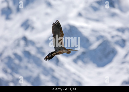 Héron pourpré Ardea purpurea migrant migrant dans Grand Caucase Géorgie Avril Banque D'Images