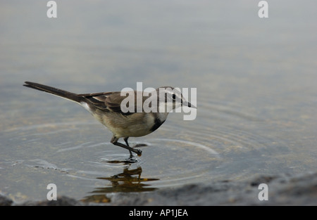 Bergeronnette printanière Motacilla capensis Cape dans l'eau d'alimentation de l'Afrique du Sud Simonstown Banque D'Images