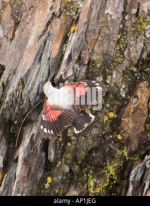 Wallcreeper Tichodroma muraria femme Grand Caucase Géorgie Avril Banque D'Images
