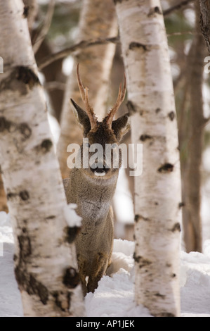 Buck Chevreuil Capreolus capreolus Highlands écossais l'hiver Banque D'Images