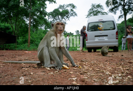 Thaïlande TOURISTES NOURRIR LE SINGE PRÈS DU PONT SUR LA RIVIÈRE KWAI à Kanchanaburi Banque D'Images