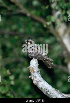 Nightjar Caprimulgus caprimulgus homme churring sur chanson perchaude North Norfolk summer Banque D'Images