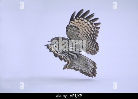 Chouette lapone Strix nebulosa pouncing vole sous la neige l'hiver en Finlande Banque D'Images