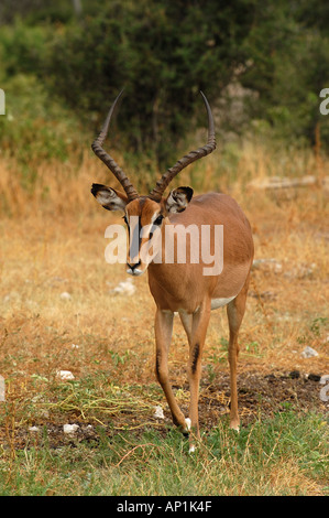 Face noir Impala Aepyceros melampus melampus Namibie Etosha Banque D'Images