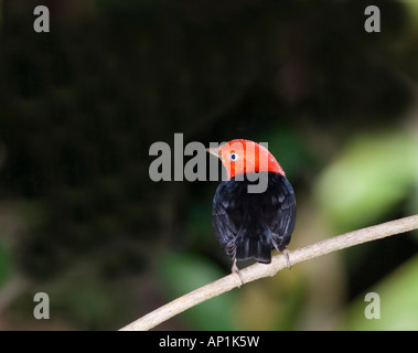 Manakin Pipra mentalis plafonné rouge ignifera Soberiana NP Panama Banque D'Images