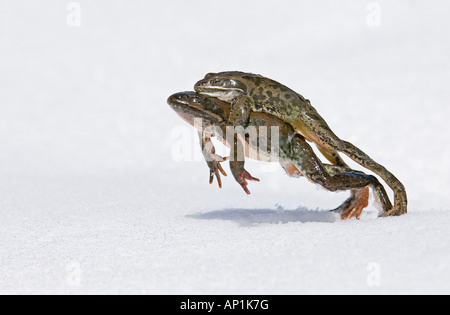 Grenouille des marais Rana ridibunda homme accroché à une femme dans l'accouplement clench et leapinf dans la neige pour atteindre étang Grand Caucase Géorgie Banque D'Images